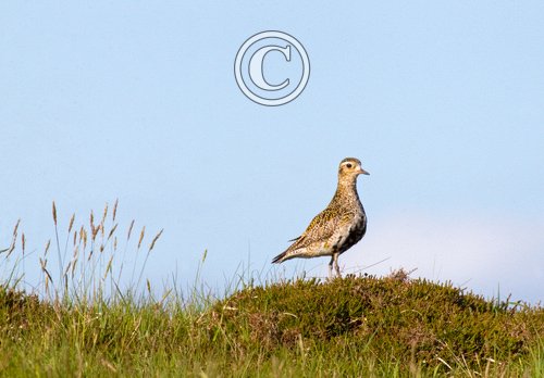 Golden Plover DM1078